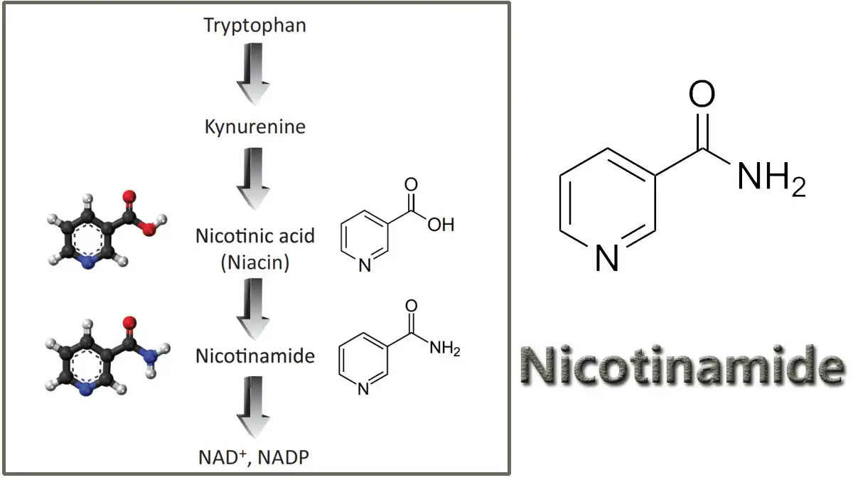 Nicotinamide Factory.jpg